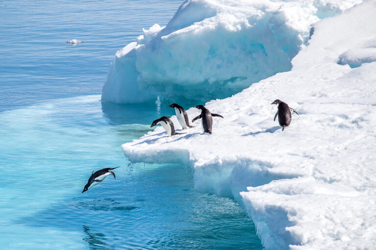 4 Great Places To See the Penguins of Patagonia