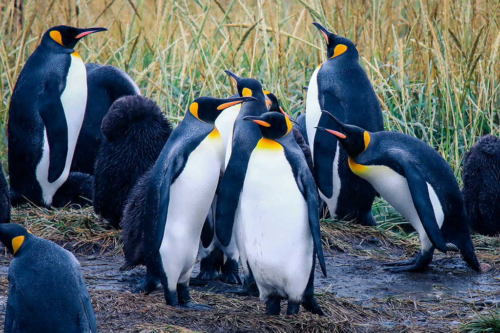 Stat Baby tusind 4 Great Places To See the Penguins of Patagonia