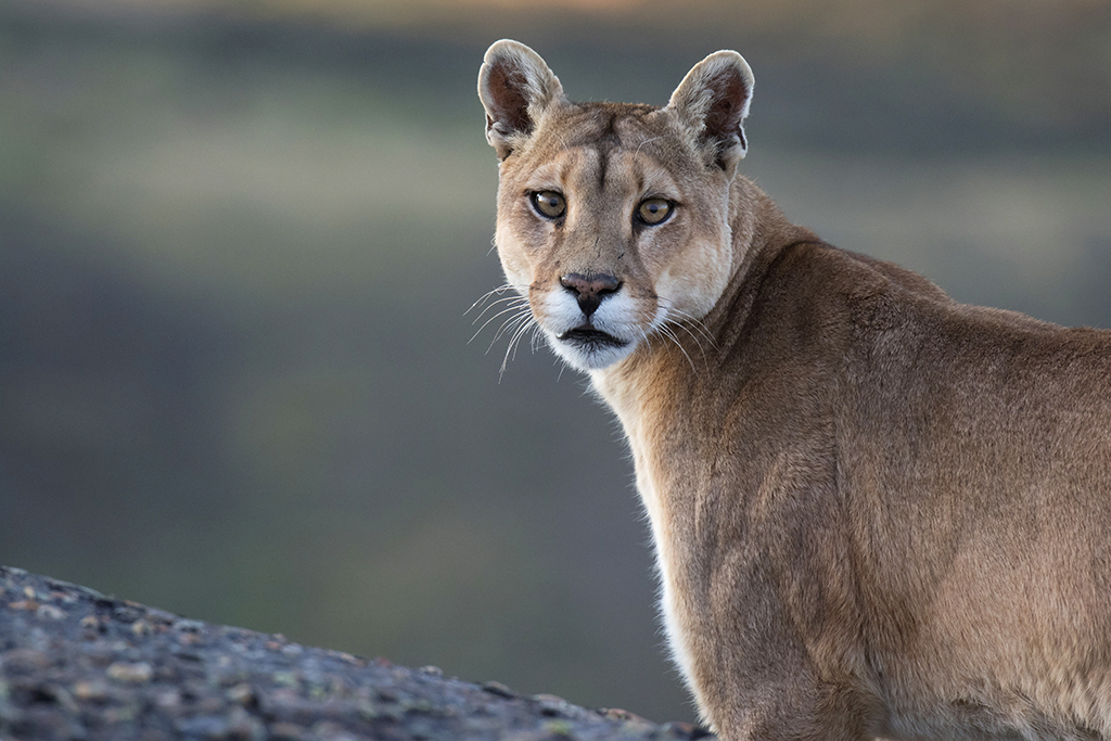 10 curiosidades sobre o puma da Patagônia - Tierra hotels