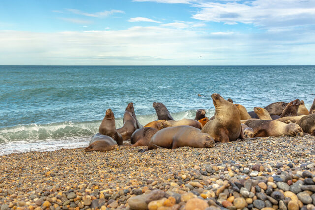 The Big 12 - Patagonia's Wildlife The Big 12 - Patagonia's Wildlife