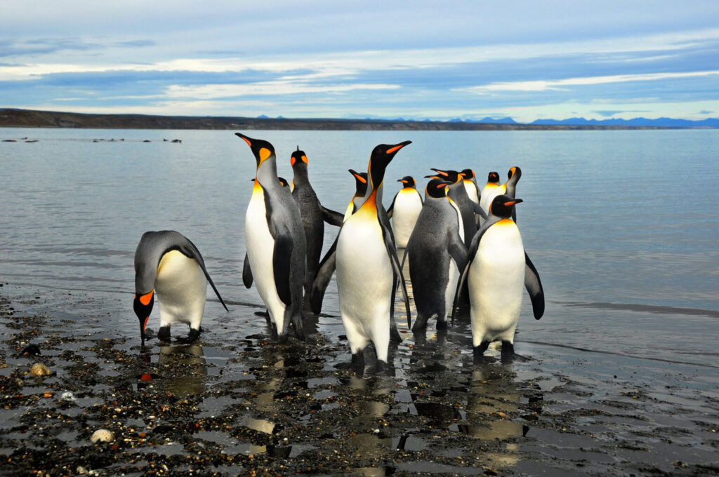 King Penguins
